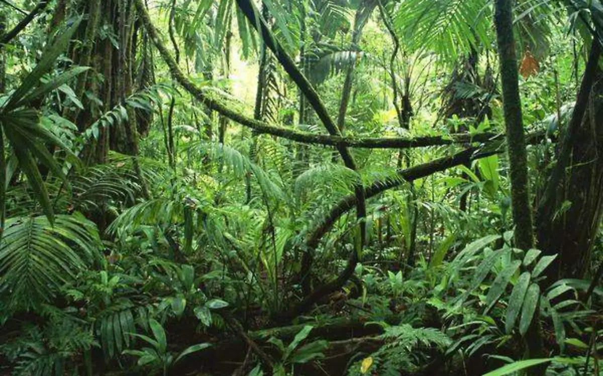 La humanidad es parte integral de los ecosistemasCORTESÍA UNAM